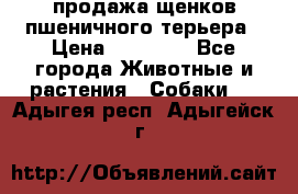 продажа щенков пшеничного терьера › Цена ­ 35 000 - Все города Животные и растения » Собаки   . Адыгея респ.,Адыгейск г.